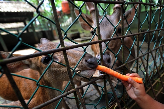 Melihat penangkaran rusa di hutan CIFOR