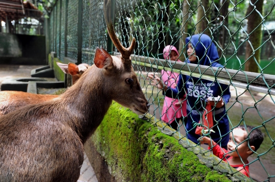 Melihat penangkaran rusa di hutan CIFOR