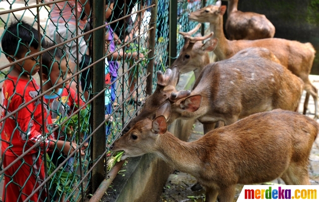 Foto : Melihat penangkaran rusa di hutan CIFOR merdeka.com