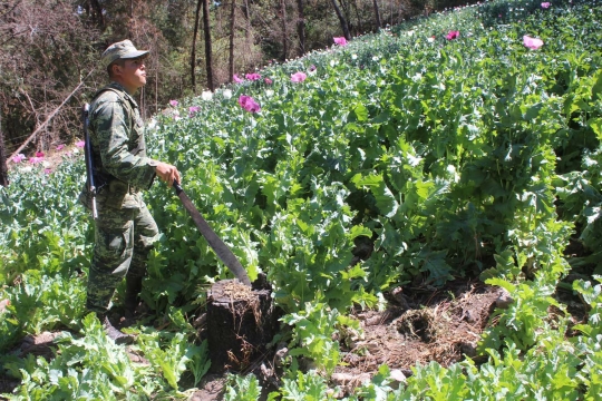 Penemuan ladang opium di wilayah pegunungan Meksiko