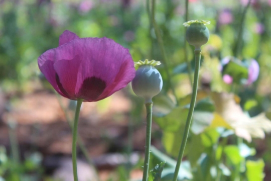 Penemuan ladang opium di wilayah pegunungan Meksiko