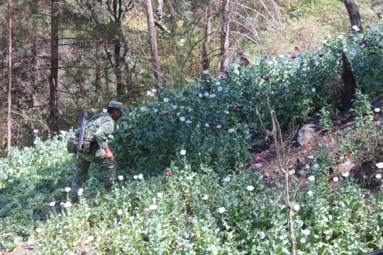 Penemuan ladang opium di wilayah pegunungan Meksiko