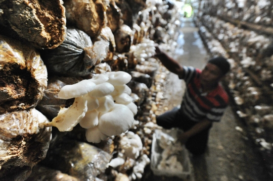 Melihat budidaya jamur tiram di Gadog
