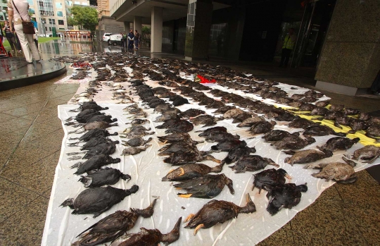 Protes penembakan bebek, warga malah kirim 800 ekor bangkainya ke PM
