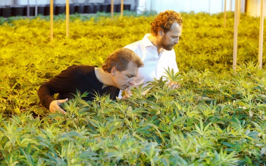 Melihat suburnya ladang ganja di Swiss