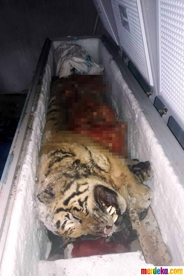 Foto : Kondisi tragis harimau tanpa organ ditemukan di 