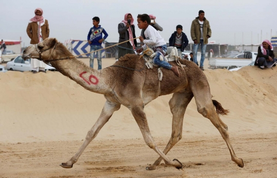 Aksi anak-anak di Mesir jadi joki balapan unta