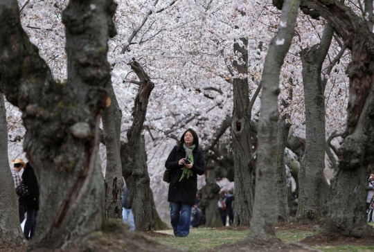 Menikmati keindahan bunga sakura bersemi di Washington