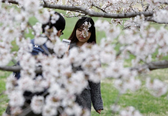 Menikmati keindahan bunga sakura bersemi di Washington