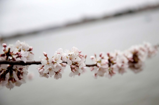 Menikmati keindahan bunga sakura bersemi di Washington