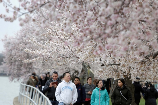 Menikmati keindahan bunga sakura bersemi di Washington