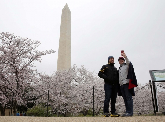 Menikmati keindahan bunga sakura bersemi di Washington