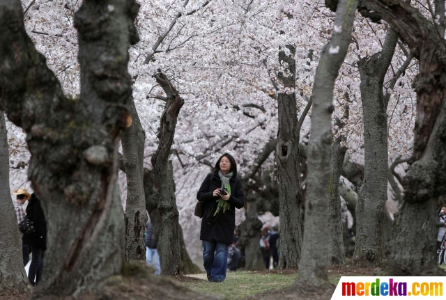 Foto Menikmati keindahan bunga sakura bersemi di 