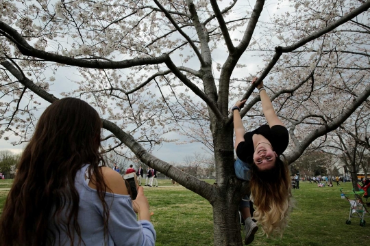 Beragam reaksi heboh warga melihat Sakura bermekaran di Washington