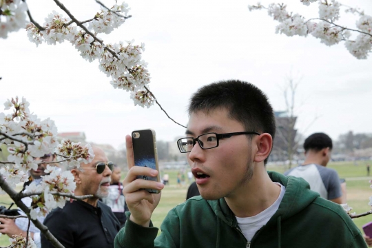 Beragam reaksi heboh warga melihat Sakura bermekaran di Washington