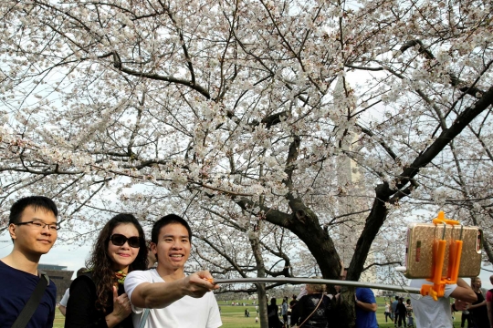 Beragam reaksi heboh warga melihat Sakura bermekaran di Washington