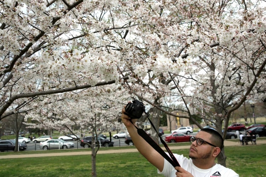 Beragam reaksi heboh warga melihat Sakura bermekaran di Washington