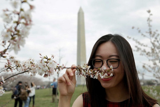 Beragam reaksi heboh warga melihat Sakura bermekaran di Washington