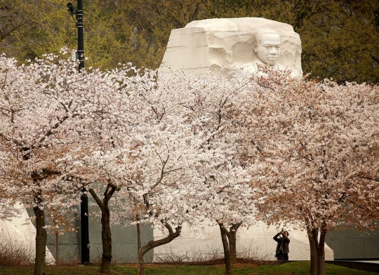 Beragam reaksi heboh warga melihat Sakura bermekaran di Washington