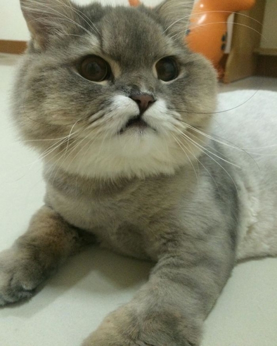 Ini Bone Bone, kucing ganteng paling terkenal di Thailand