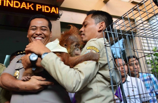 Polda Metro Jaya gagalkan jual beli satwa dilindungi via internet