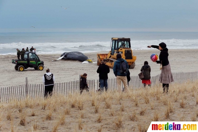 Foto : Paus bungkuk 25 ton terdampar di pantai New York 