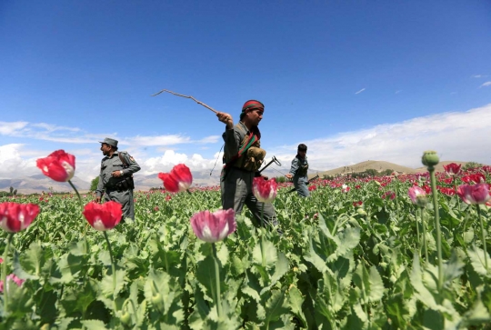 Aksi polisi Afghanistan musnahkan ladang opium