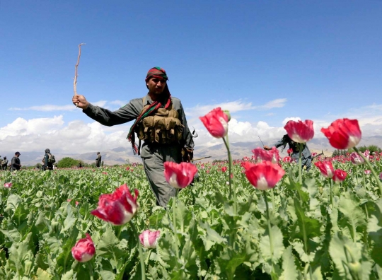 Aksi polisi Afghanistan musnahkan ladang opium