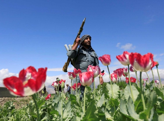 Aksi polisi Afghanistan musnahkan ladang opium