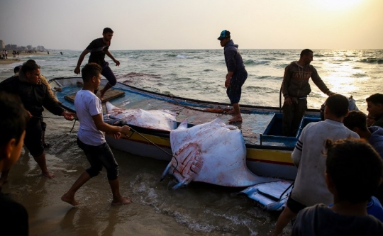 Hasil tangkapan nelayan Palestina usai diizinkan kembali melaut