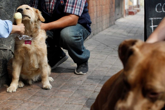 Reaksi anjing ketika dijejali es krim