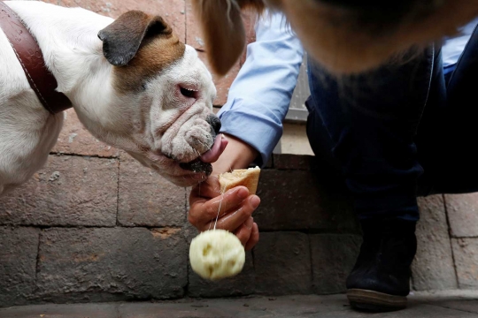 Reaksi anjing ketika dijejali es krim