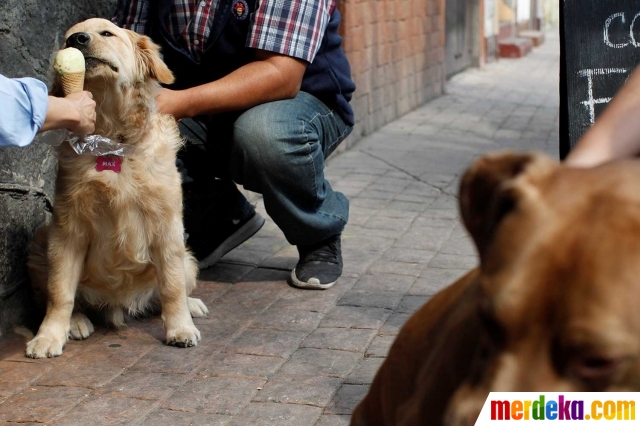 Foto Reaksi Anjing Ketika Dijejali Es Krim Merdeka Com