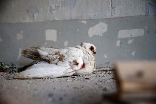 Nasib burung dara jadi korban perang Suriah