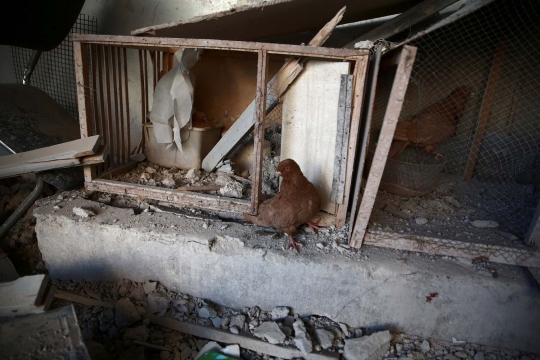 Nasib burung dara jadi korban perang Suriah