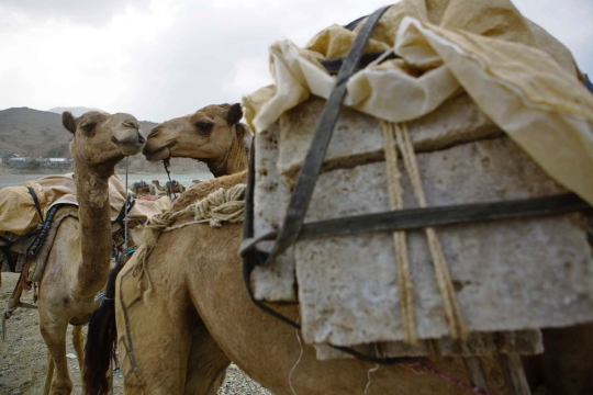 Perjuangan para pencari garam di tengah gurun Ethiopia