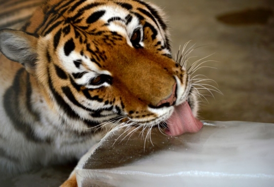 Kepanasan, harimau di Pakistan sampai jilati es batu