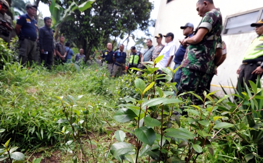 BNN razia ladang khat di Puncak Bogor