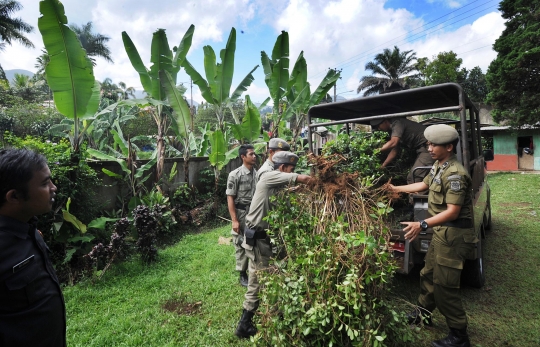 BNN razia ladang khat di Puncak Bogor