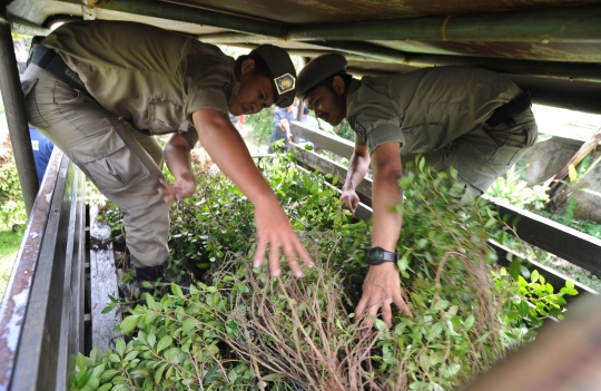 BNN razia ladang khat di Puncak Bogor