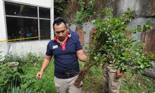 BNN razia ladang khat di Puncak Bogor