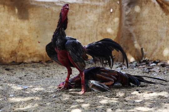 Ekstremnya sabung ayam di Kuba, bikin berdarah-darah hingga mati
