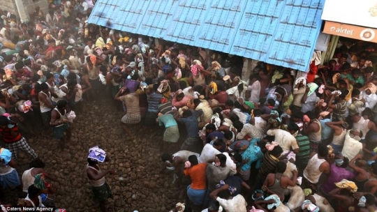 Mengintip serunya pesta perang kotoran sapi di Kairuppala, India