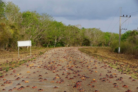 Fenomena jutaan kepiting Kuba migrasi massal ke laut