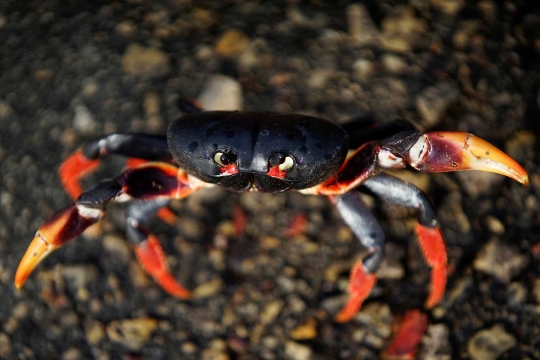 Fenomena jutaan kepiting Kuba migrasi massal ke laut