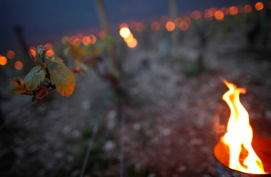 Ribuan cahaya terangi perkebunan anggur warga Prancis