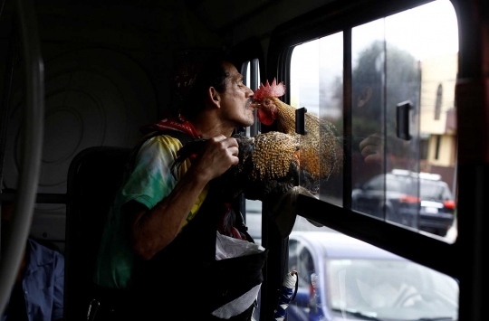 Kecintaan pria 58 tahun habiskan hidup bersama ayam selama 20 tahun