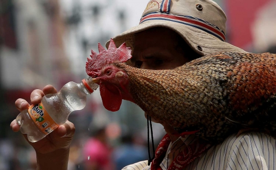 Kecintaan pria 58 tahun habiskan hidup bersama ayam selama 20 tahun