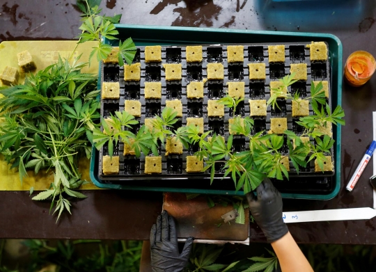 Melihat kebun ganja untuk medis di Austria