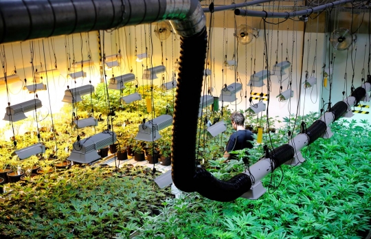 Melihat kebun ganja untuk medis di Austria